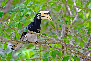 Nashornvogel