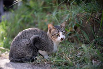 Naklejka na ściany i meble Striped cat at the garden, portrait of Thai cat