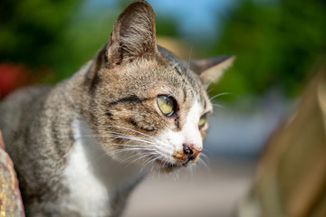 Naklejka na ściany i meble Striped cat at the garden, portrait of Thai cat