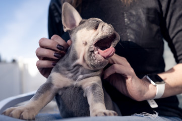 Sleepy blue french bulldog puppy yawning on a woman's lap