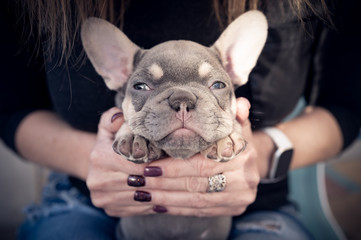 Sleepy French blue bulldog puppy face held in a woman's hands