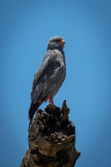 Dark chanting-goshawk perches on dead tree stump