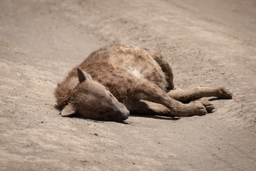 Dead spotted hyena lies on dirt road