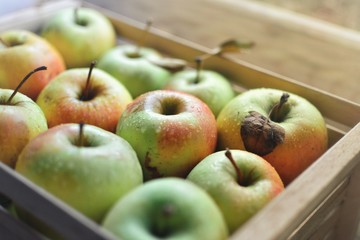 Juicy ripe apples. Yellow-green apples in a wooden box