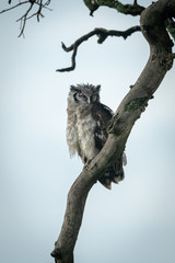 Eagle owl sleeping on dead tree branch