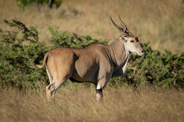 Eland stands in profile in long grass