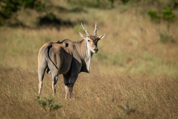 Eland stands turning head to eye camera