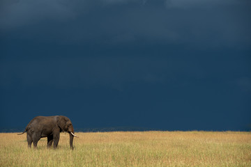 Fototapeta na wymiar Elephant in sunlit grass under dark clouds