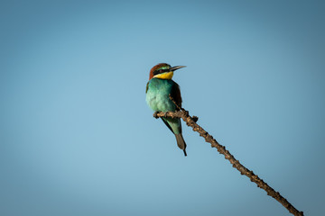European bee-eater on diagonal branch against sky