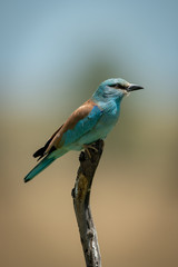 European roller in profile on dead branch