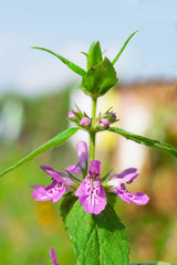 Sprigs of medicinal, ornamental grass dead-nettle, deaf nettle. Lamium with lilac flowers, with fresh green leaves and honey smell grows outdoors, close-up.   Nature healthy flavor.