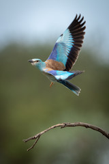 European roller takes off from dead branch