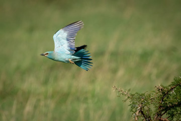 European roller takes off from sunlit thornbush