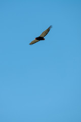 Female bateleur eagle gliding in blue sky