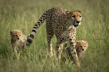 Female cheetah crosses savannah with two cubs
