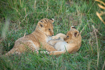 Cute lion cub