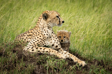Female cheetah lies by cub on mound