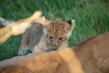 Obraz premium Cute lion cub