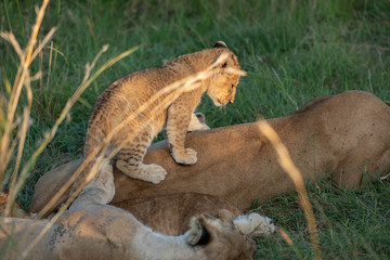 Cute lion cub