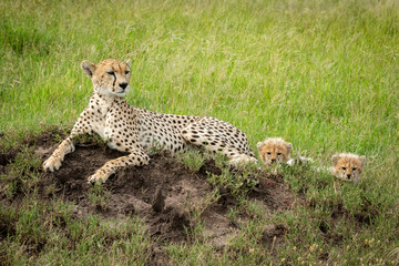Female cheetah lies on mound with cubs