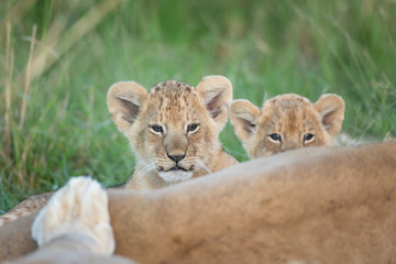 Obraz premium Cute lion cub