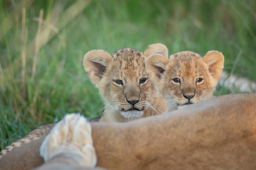 Obraz premium Cute lion cub
