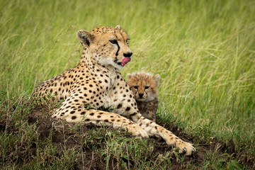 Female cheetah lies with cub on mound
