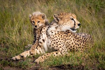 Female cheetah lying in grass with cub