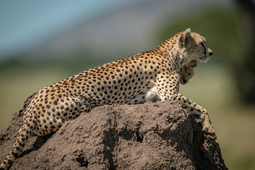 Female cheetah rests on mound with cubs
