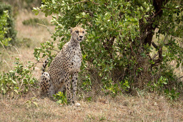 Female cheetah sits by bushes in sunshine