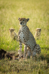Female cheetah sits in grass near cubs