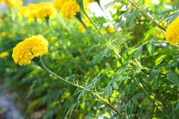 Marigold in the garden