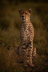 Female cheetah sits in grass with catchlight