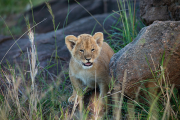 Cute lion cub
