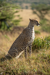 Naklejka na ściany i meble Female cheetah sits in long sunlit grass