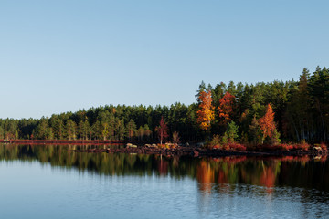 Autumn forest during a clear day by a lake. 