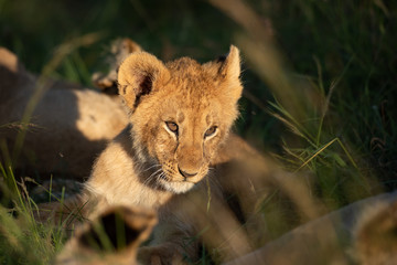 Cute lion cub