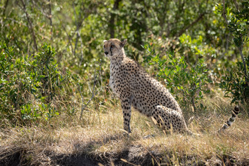 Female cheetah sits in profile on grass