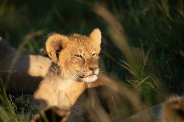 Cute lion cub