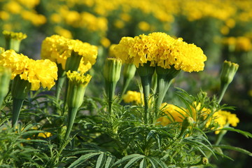 Marigold in the garden