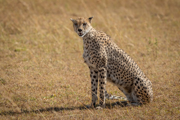 Naklejka premium Female cheetah sits on grassland turning head
