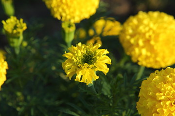 Marigold in the garden