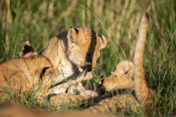 Cute lion cub