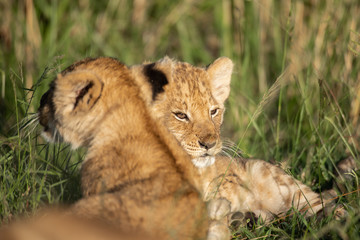 Cute lion cub