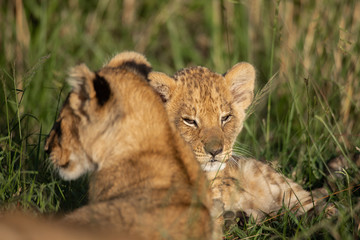 Fototapeta na wymiar Cute lion cub