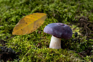 mushroom in forest