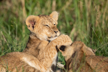 Cute lion cub