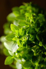 Bright green plant with small leaves in a pot in the interior. 