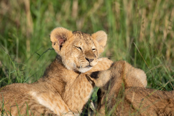 Cute lion cub