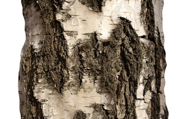 Part of Birch tree trunk with bark on isolated background. Textured pattern of old wood. Striped...